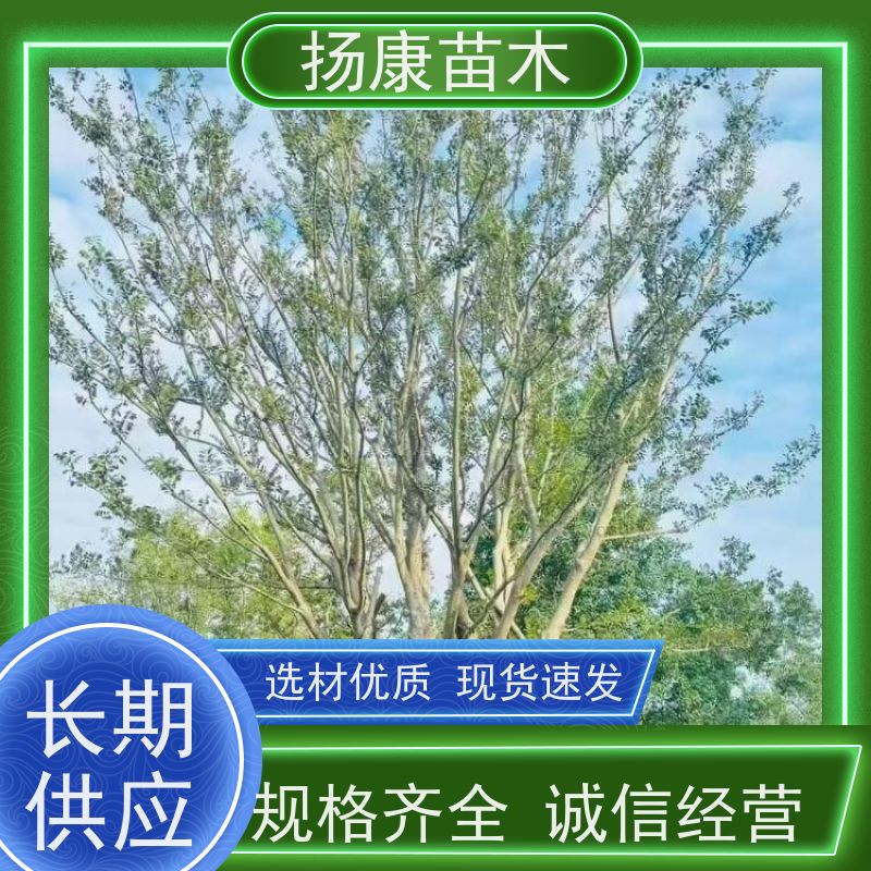 60公分丛生朴树 扬康苗木 园林景观工程用 自然树冠造型美