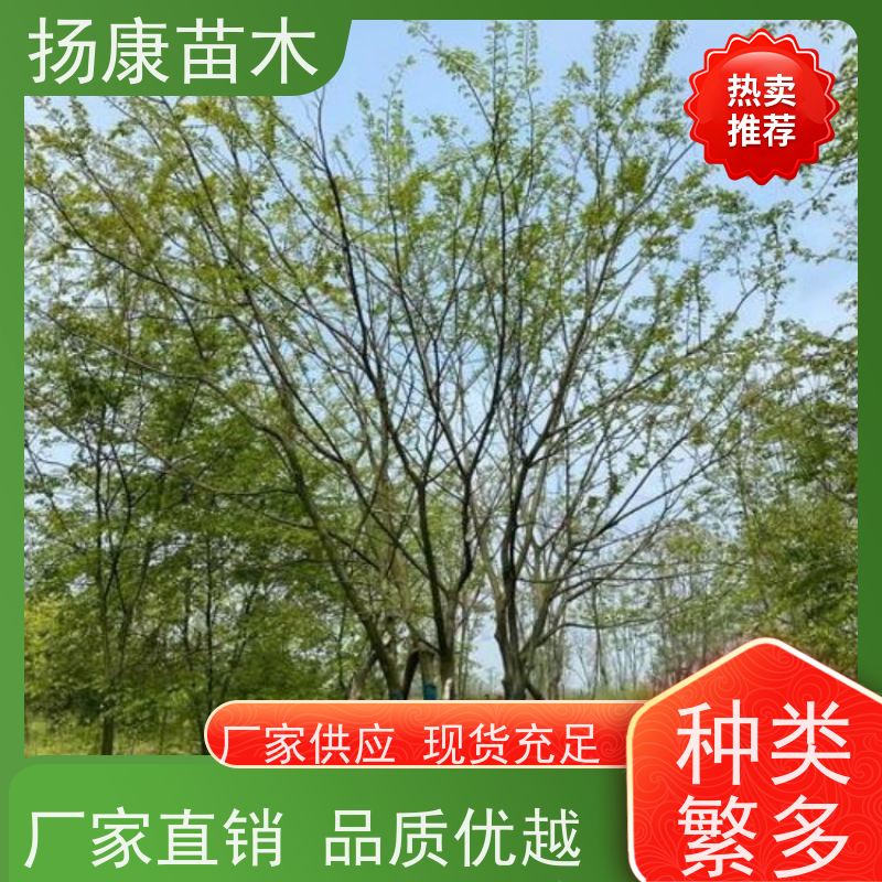 丛生朴树 扬康苗木 耐寒适应力较强适合公园庭院街道公路荫树