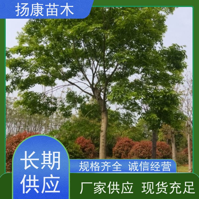 6米丛生朴树 扬康苗木 公园行道庭荫树 园林工厂矿区绿化树种