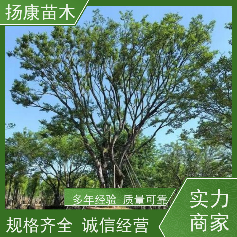 30公分丛生朴树 扬康苗木 景区园林绿化工程树 行道树 源头厂家