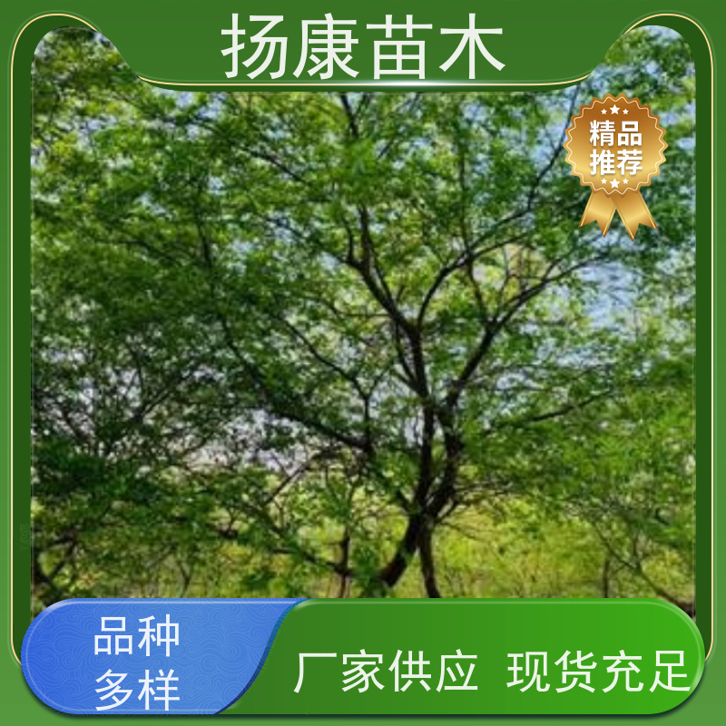 6米丛生朴树 扬康苗木 抗风抗烟滞尘 容易存活 生长速度快