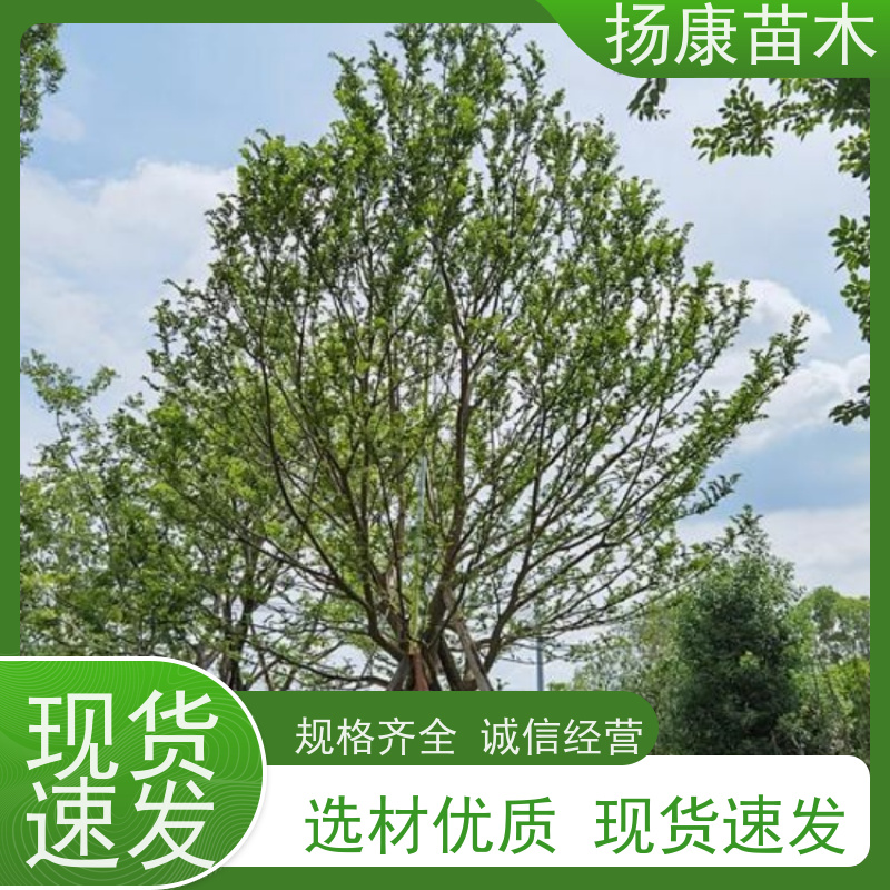 15公分丛生朴树 扬康苗木 庭院小区庭荫树 规格齐全 树形优美