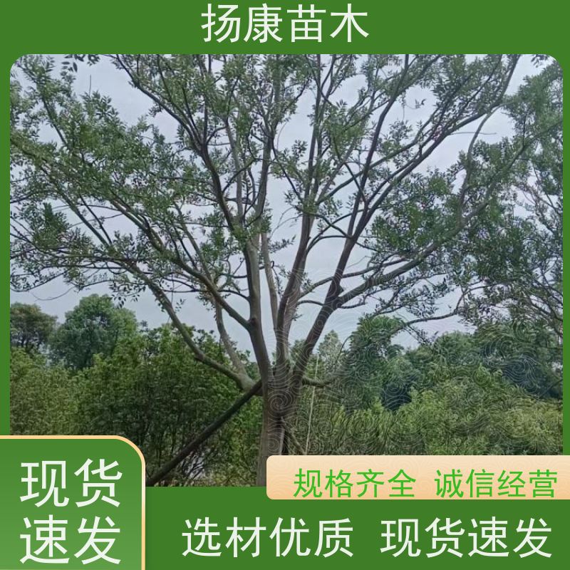 10公分丛生朴树 扬康苗木 庭院小区庭荫树 规格齐全 树形优美