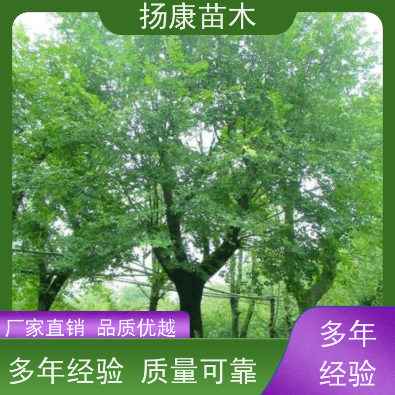 15公分丛生朴树 扬康苗木 抗风抗烟滞尘 容易存活 生长速度快