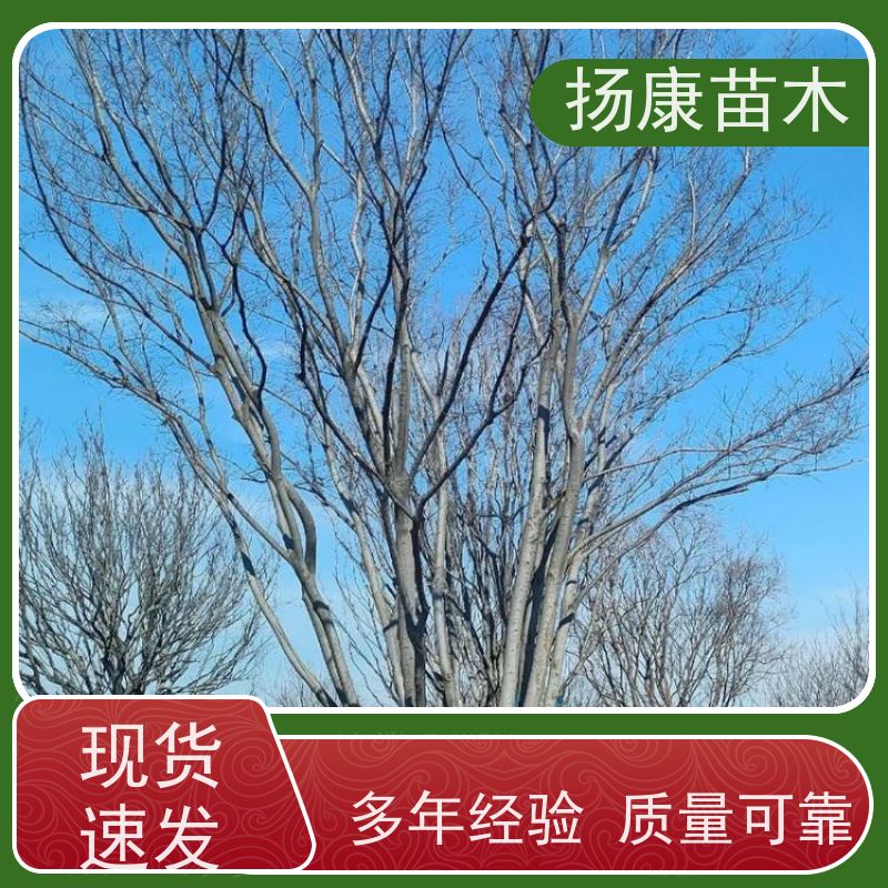 丛生朴树5米 扬康苗木 公园行道庭荫树 园林工厂矿区绿化树种