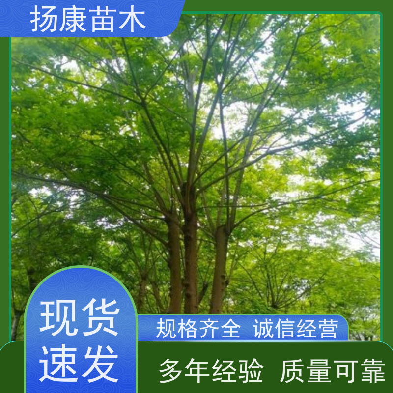 丛生朴树7米 扬康苗木 城市绿化工程行道树 现挖现发 基地直售