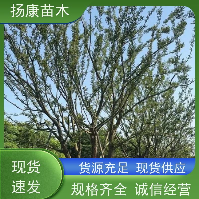 5米丛生朴树 扬康苗木 园林行道绿化露地栽培 根系发达