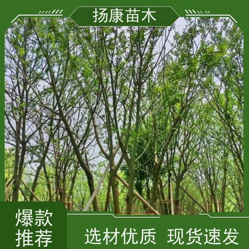 12公分丛生朴树 扬康苗木 庭院小区庭荫树 规格齐全 树形优美