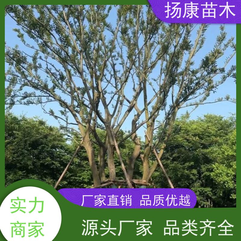 30公分丛生朴树 扬康苗木 冠幅5米 高度6米 耐寒 易成活