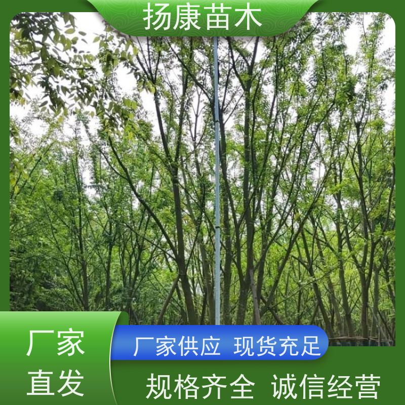 朴树 扬康苗木 适温暖湿润气候 适生于肥沃平坦之地 基地发货
