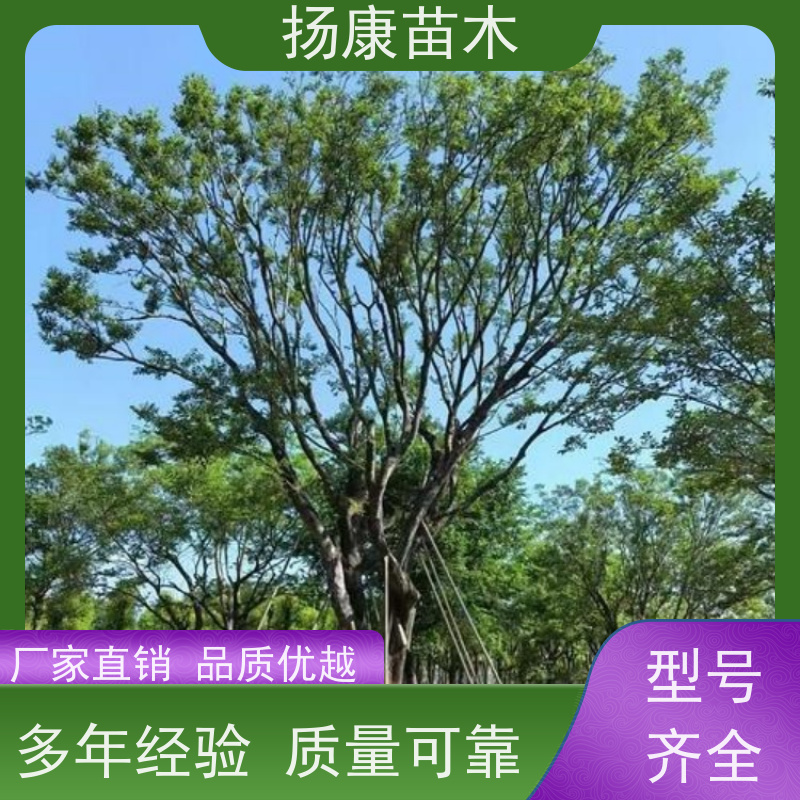 12公分丛生朴树 扬康苗木 大小规格齐全 公园广场造型绿化树 易栽培