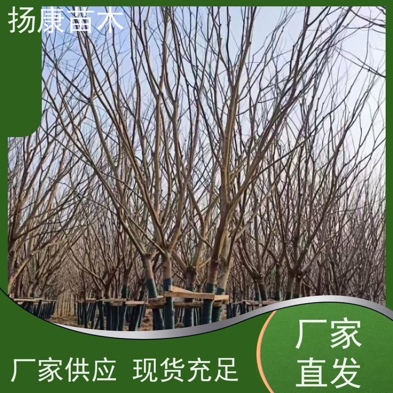 精品丛生朴树 扬康苗木 自产自销 基地批量供应