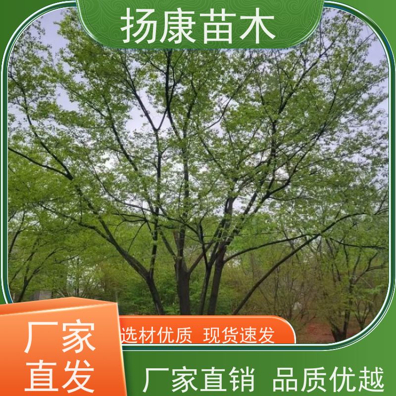 25公分丛生朴树 扬康苗木 各规格齐全 景区园林绿化工程行道树