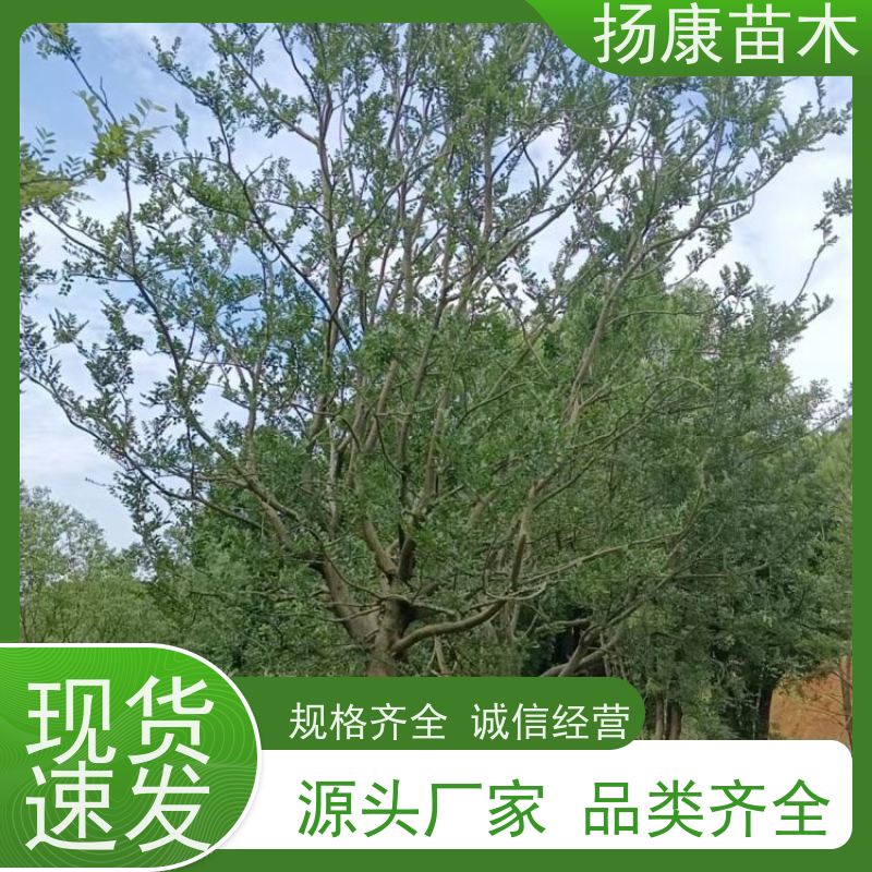 22 公分丛生朴树 扬康苗木 大小规格齐全 公园广场造型绿化树 易栽培