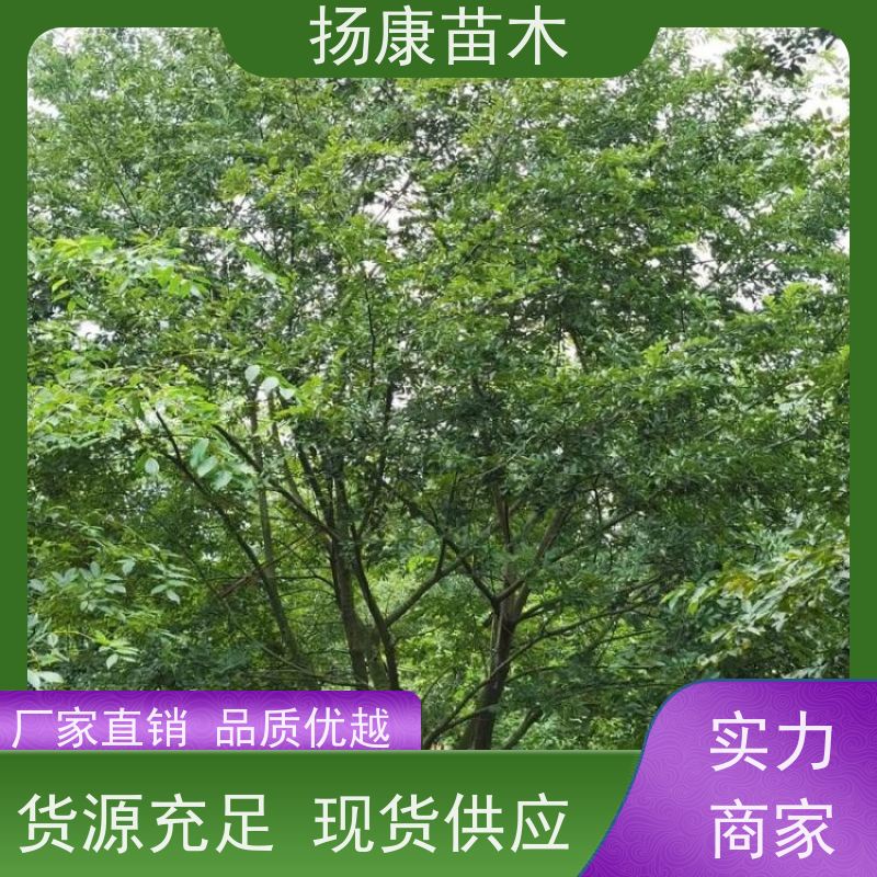 60公分丛生朴树 扬康苗木 公园道路风景树行道树 现挖现卖