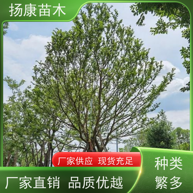 丛生朴树 扬康苗木 园林行道绿化露地栽培 根系发达