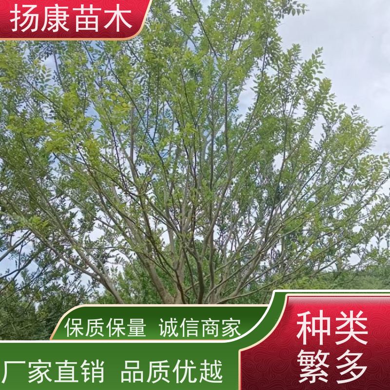 30公分丛生朴树 扬康苗木 大小规格齐全 公园广场造型绿化树 易栽培