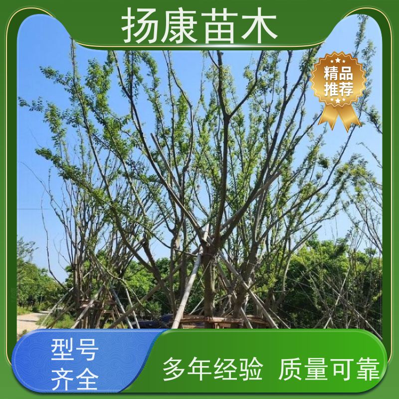 独杆丛生朴树 扬康苗木 景区园林绿化工程树 行道树 源头厂家