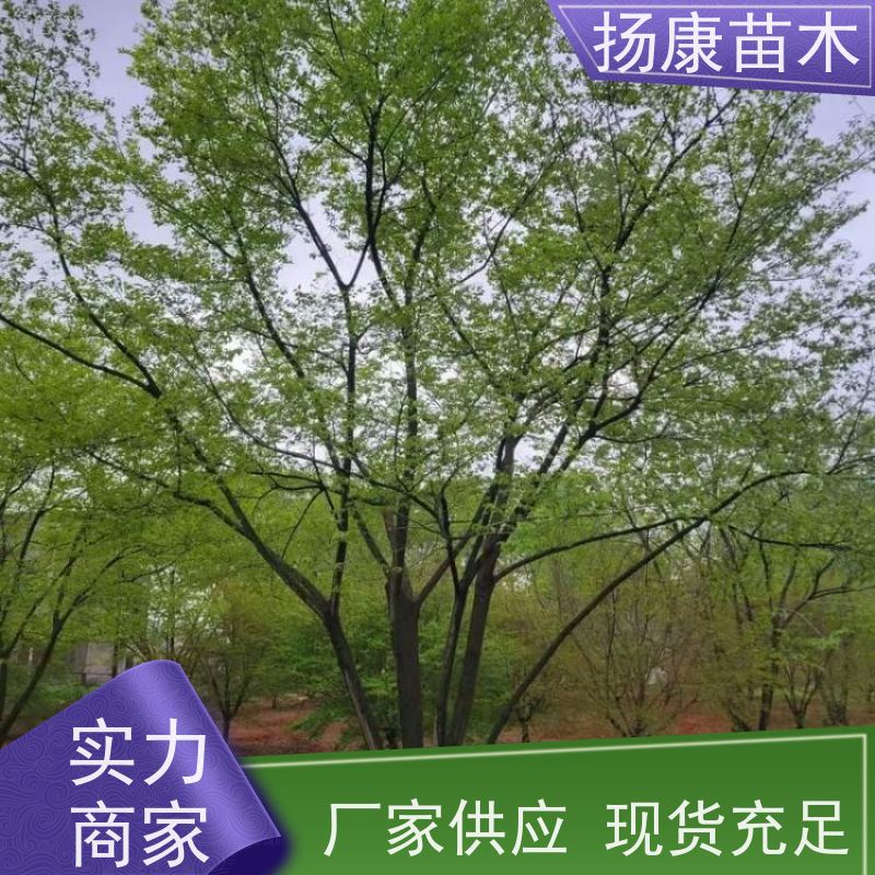 丛生朴树 扬康苗木 适温暖湿润气候 适生于肥沃平坦之地 基地发货