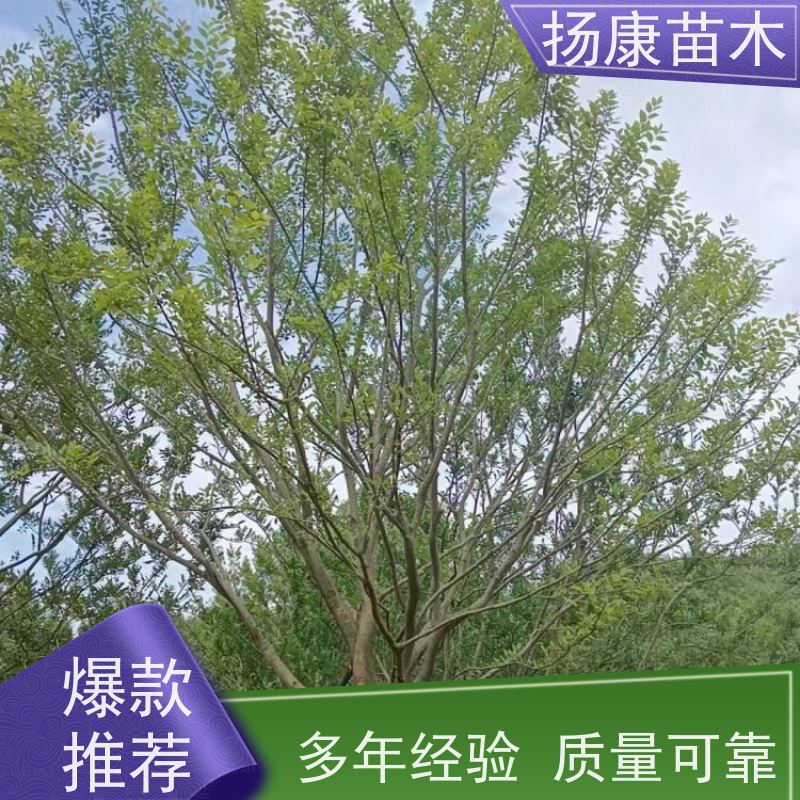 25公分丛生朴树 扬康苗木 自产自销 基地批量供应