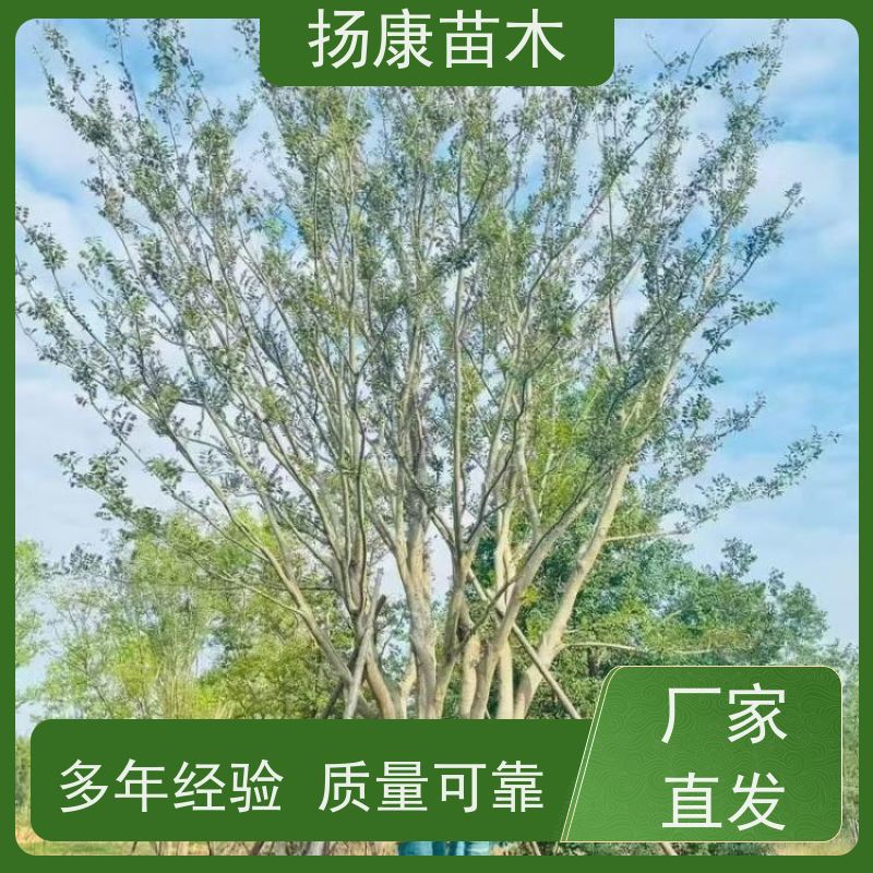 18公分丛生朴树 扬康苗木 公园道路风景树行道树 现挖现卖