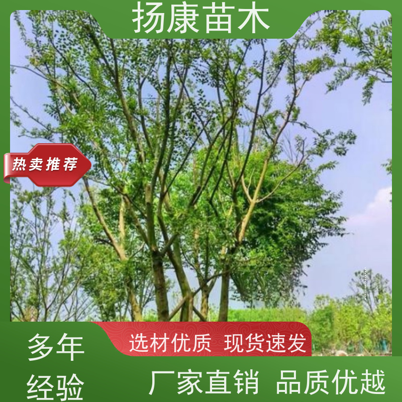 丛生朴树9米 扬康苗木 对土壤要求不严 有一定耐干旱能力 带土球发货