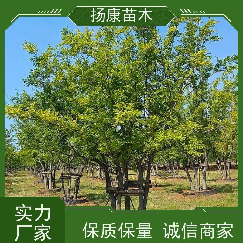 精品丛生朴树 扬康苗木 适温暖湿润气候 适生于肥沃平坦之地 基地发货