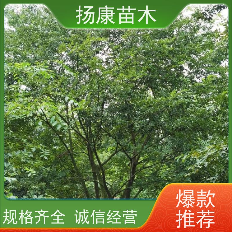 22 公分丛生朴树 扬康苗木 自产自销 基地批量供应