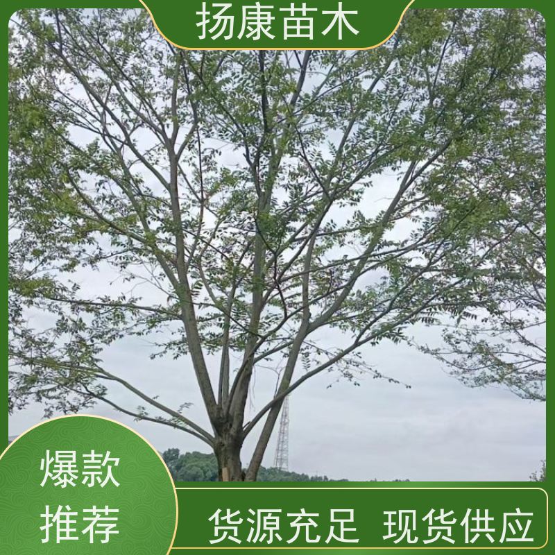 丛生朴树7米 扬康苗木 公园道路风景树行道树 现挖现卖