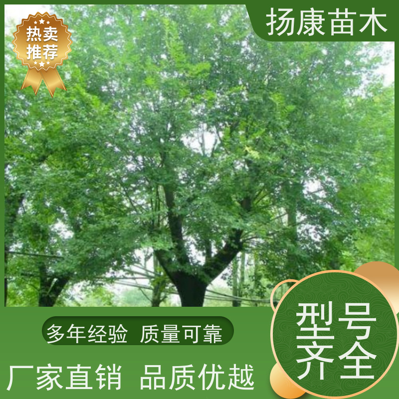 朴树 扬康苗木 景区园林绿化工程树 行道树 源头厂家