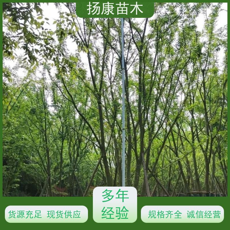 10米丛生朴树 扬康苗木 大小规格齐全 公园广场造型绿化树 易栽培