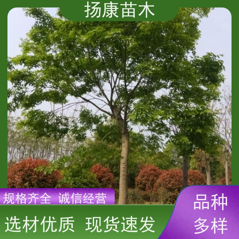 10公分丛生朴树 扬康苗木 公园道路风景树行道树 现挖现卖