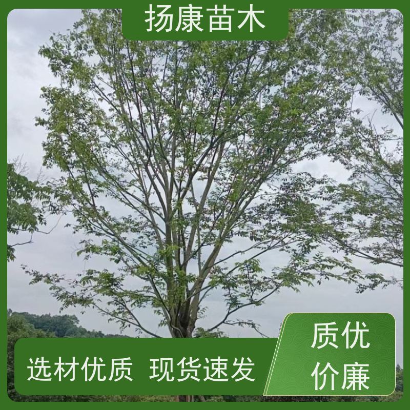 10公分丛生朴树 扬康苗木 苗圃基地批发 树形精品
