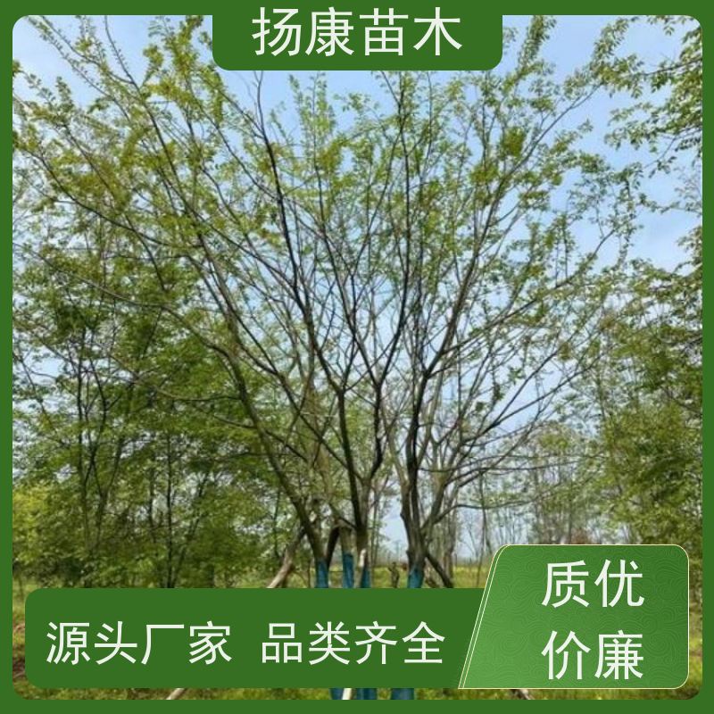 50公分丛生朴树 扬康苗木 庭院植物观赏树大型绿化树 适应能力强