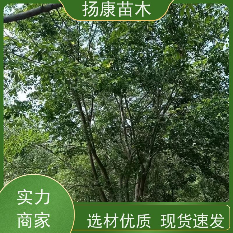 15公分丛生朴树 扬康苗木 公园道路风景树行道树 现挖现卖