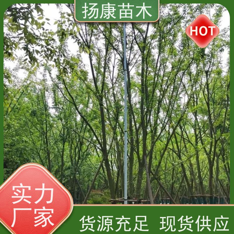 丛生朴树 扬康苗木 大型乔木种植基地 工程行道树 存活率高