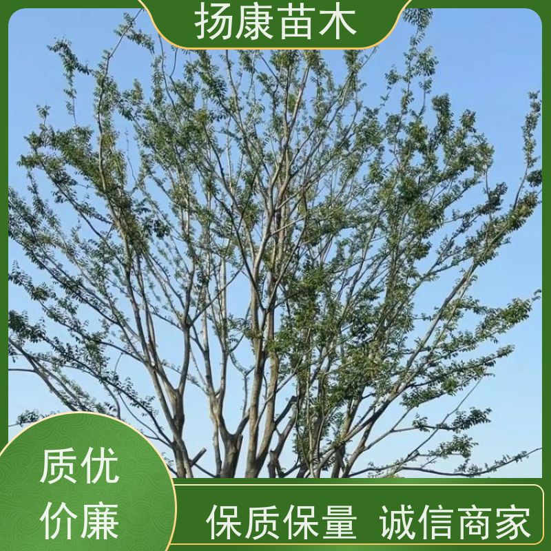 22 公分丛生朴树 扬康苗木 叶色鲜艳 街道造型装饰树 自产自销