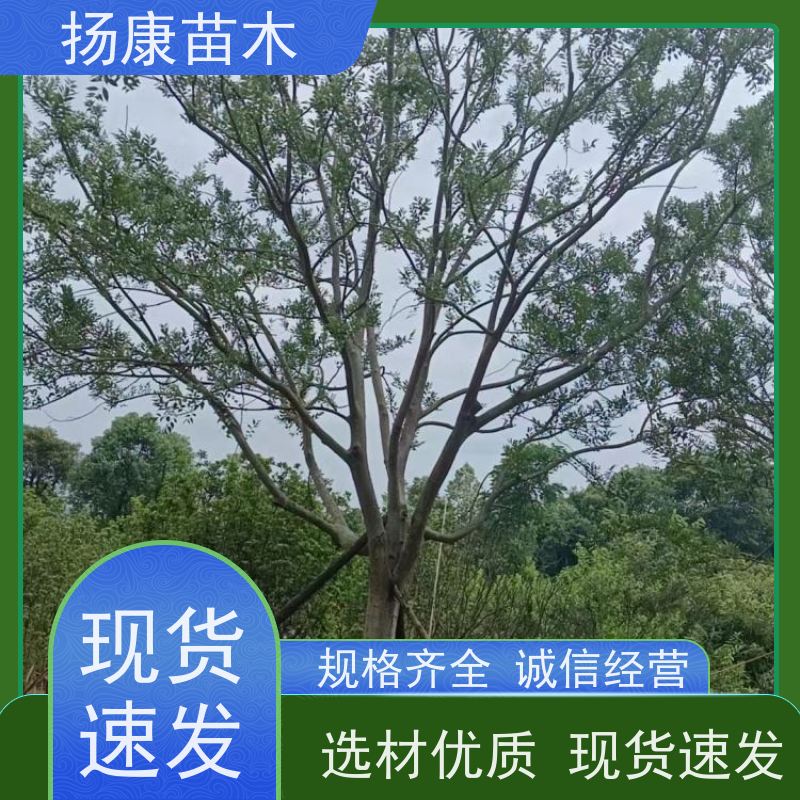 9米丛生朴树 扬康苗木 景区园林绿化工程树 行道树 源头厂家