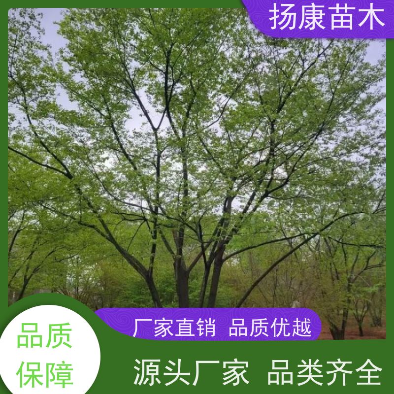 60公分丛生朴树 扬康苗木 冠幅5米 高度6米 耐寒 易成活