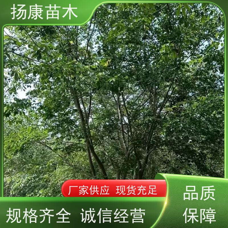 丛生朴树6米 扬康苗木 抗风抗烟滞尘 容易存活 生长速度快
