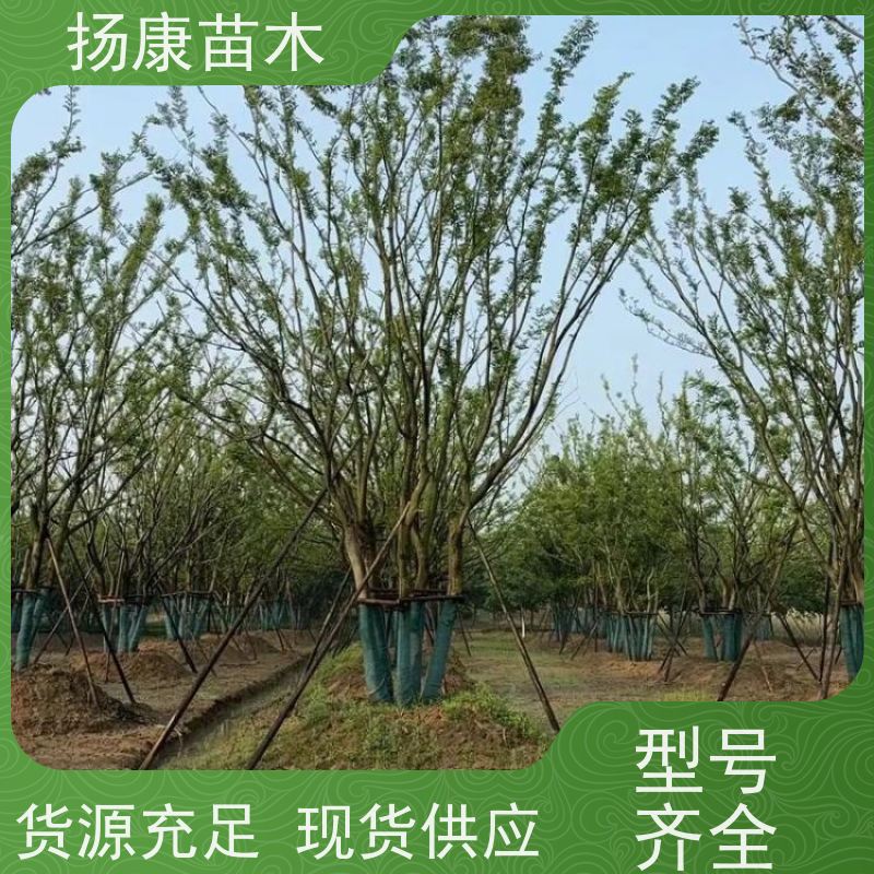 22 公分丛生朴树 扬康苗木 抗风抗烟滞尘 容易存活 生长速度快