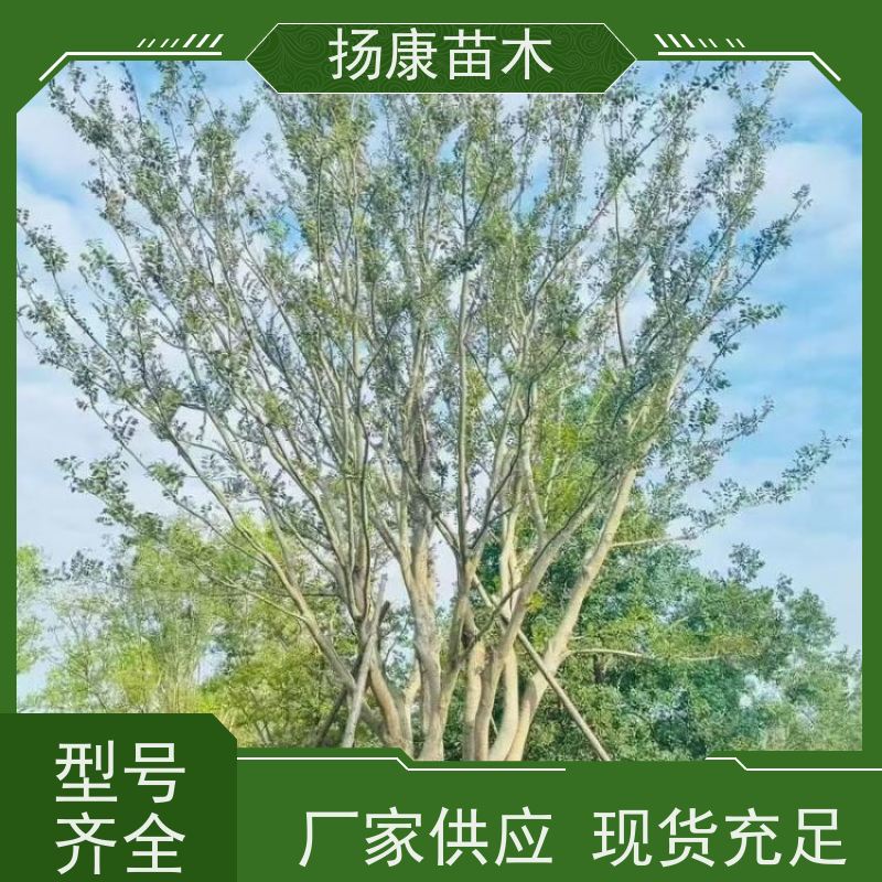 6米丛生朴树 扬康苗木 抗风抗烟滞尘 容易存活 生长速度快 观赏风景