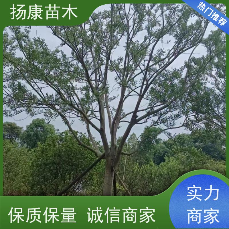 9米丛生朴树 扬康苗木 大小规格齐全 公园广场造型绿化树 易栽培