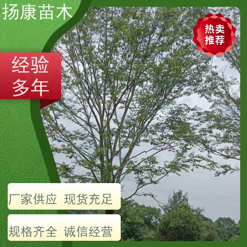 10公分丛生朴树 扬康苗木 城市绿化工程行道树 现挖现发 基地直售
