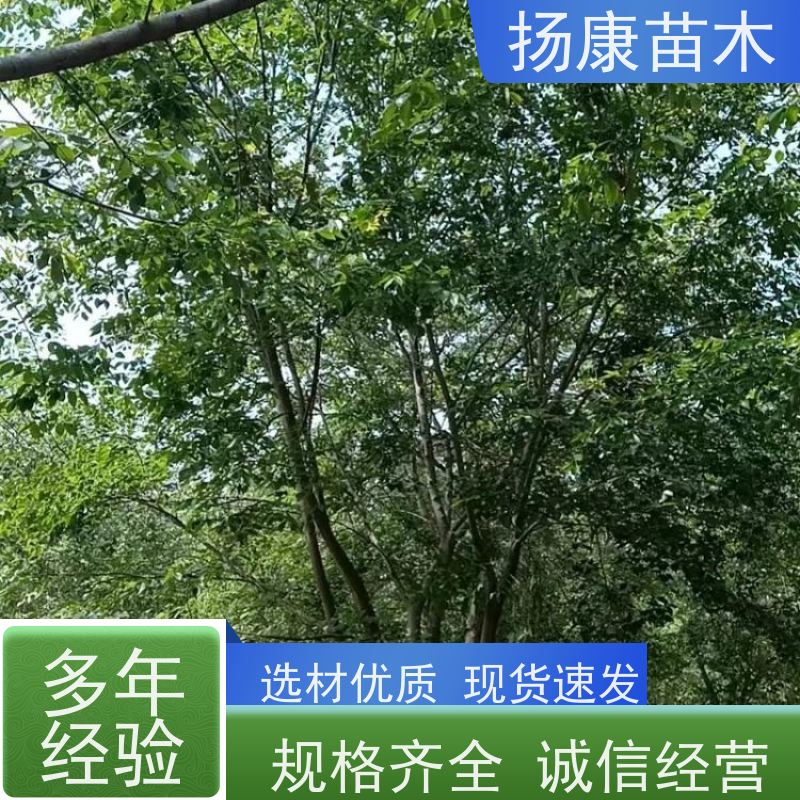 丛生朴树8米 扬康苗木 公园道路风景树行道树 现挖现卖