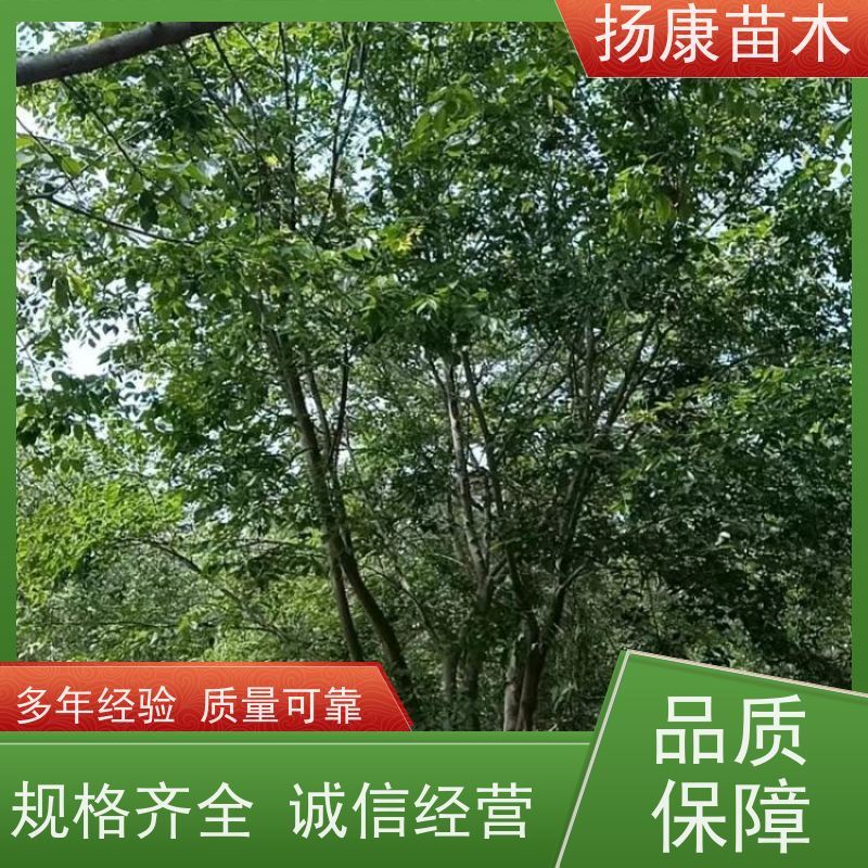 丛生朴树9米 扬康苗木 工程绿化苗 行道树 青树15公分 占地
