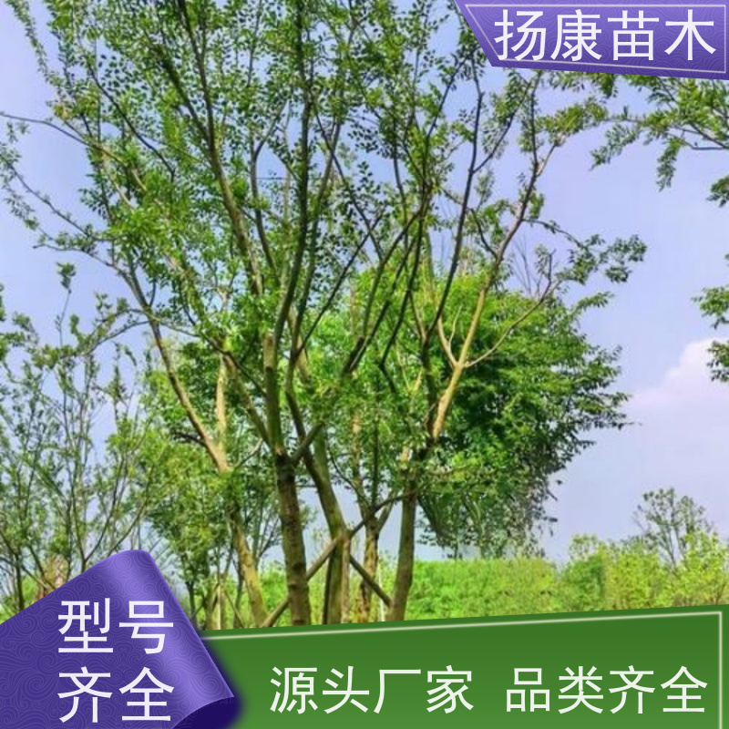 80公分丛生朴树 扬康苗木 景区园林绿化工程树 行道树 源头厂家