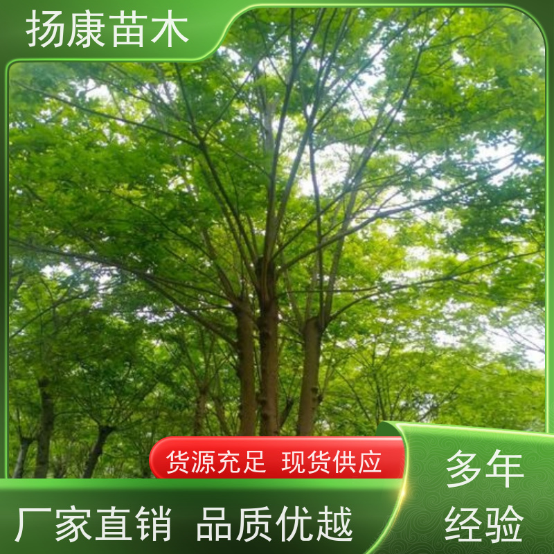 朴树 扬康苗木 园林景观工程用 自然树冠造型美