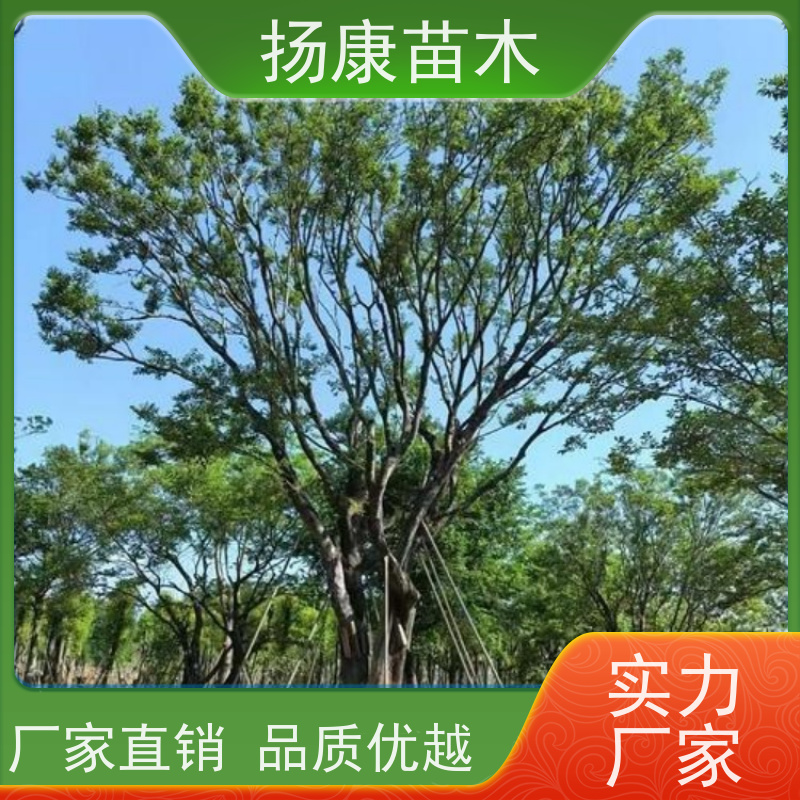 丛生朴树7米 扬康苗木 树形饱满 露天栽培 公园行道庭荫树