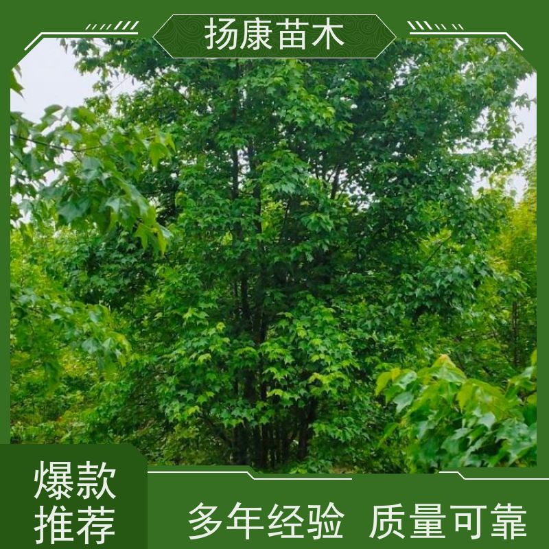 独杆丛生朴树 扬康苗木 工程绿化苗 行道树 青树15公分 占地